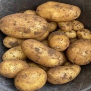 苹果抑芽术：延长土豆洋葱储存期​