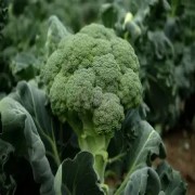 促进代谢的"燃脂助手":西蓝花