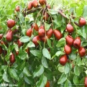 OIP-C (1)(3).jpg OIP-C (1)(3).jpg