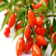 OIP-C (1).jpg OIP-C (1).jpg