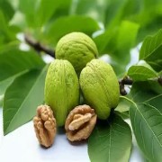 OIP-C (2)(2).jpg OIP-C (2)(2).jpg