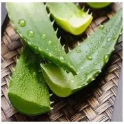 OIP-C(11).jpg OIP-C(11).jpg