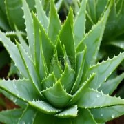 OIP-C (3)(4).jpg OIP-C (3)(4).jpg