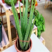 下载 (1)(1).jpg 下载 (1)(1).jpg