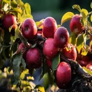 OIP-C(20).jpg OIP-C(20).jpg